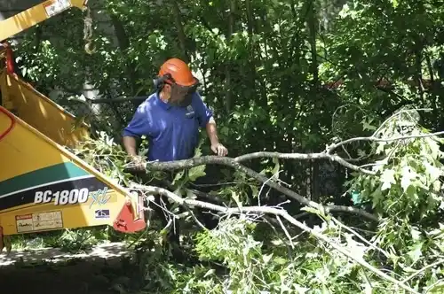 tree services Woodbury Heights